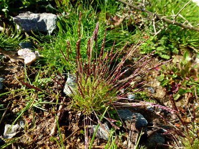 Mibora minima (L.) Desv., 1818
