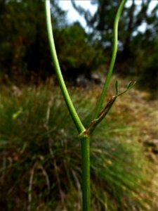 Oreoselinum nigrum Delarbre, 1800