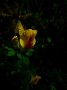 Cytisus lotoides Pourr., 1788