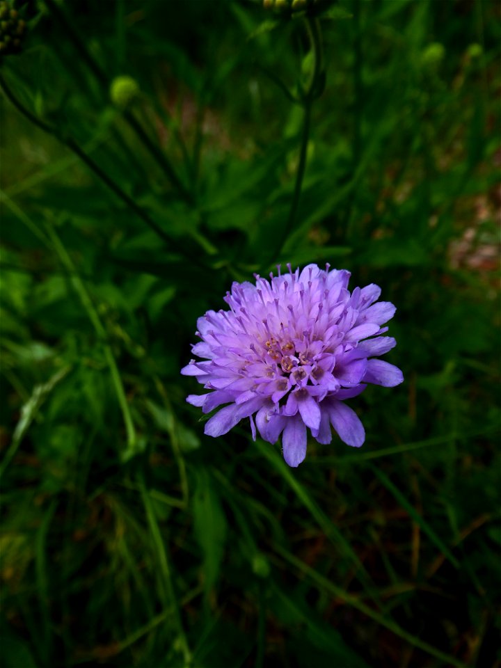 Knautia L., 1753