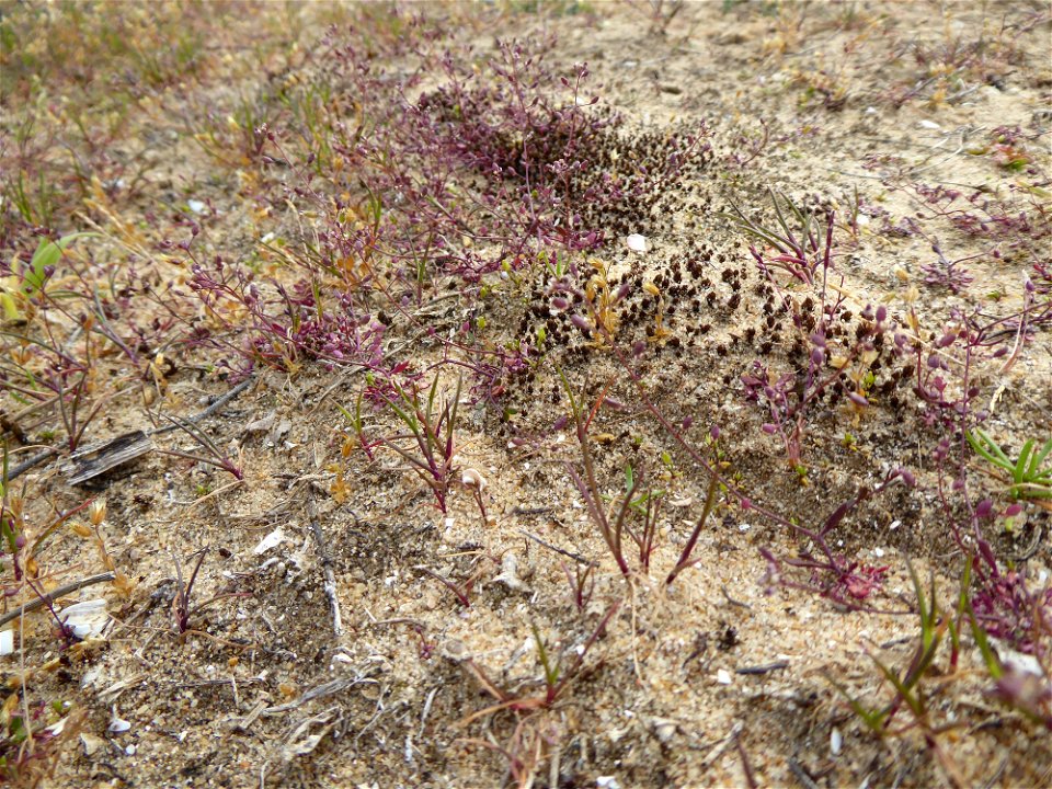 Hornungia procumbens (L.) Hayek, 1925