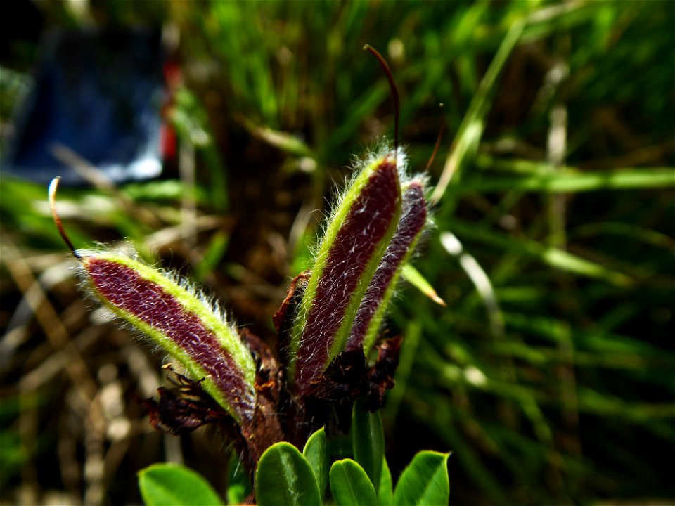 Cytisus lotoides Pourr., 1788