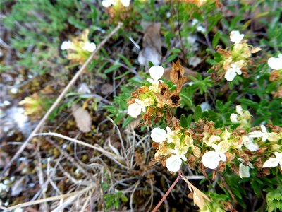 Teucrium montanum L., 1753