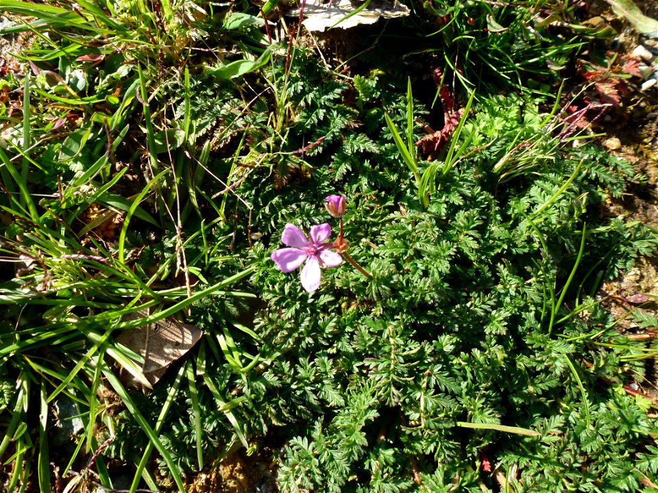 Erodium cicutarium subsp. cicutarium (L.) L'Hér., 1789