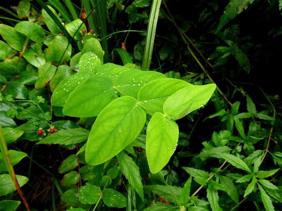 Hypericum androsaemum L., 1753