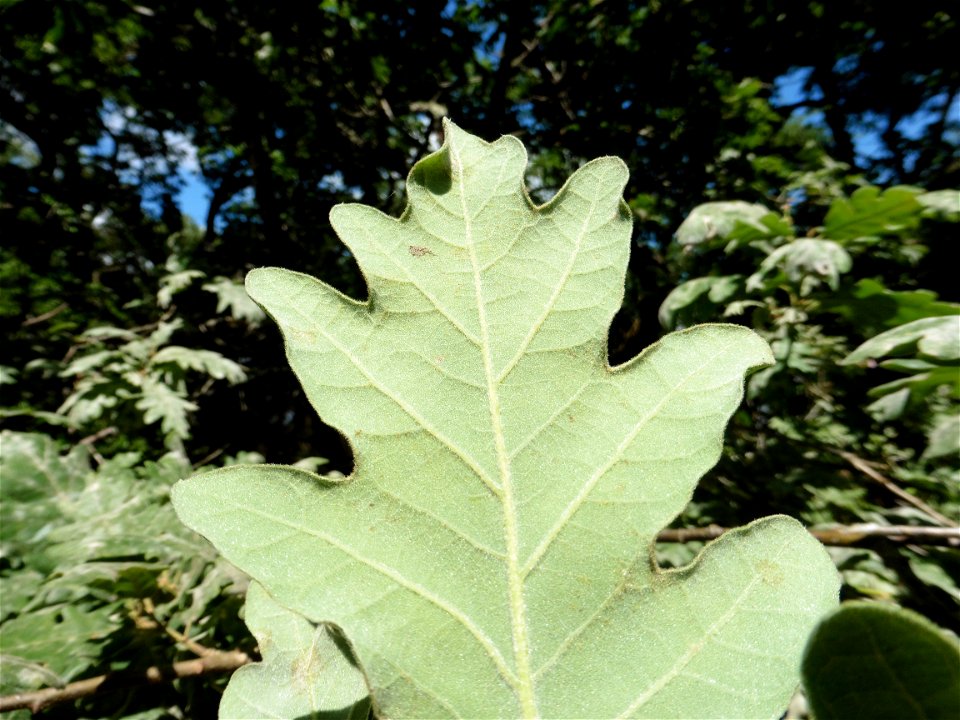 Quercus pubescens Willd., 1805