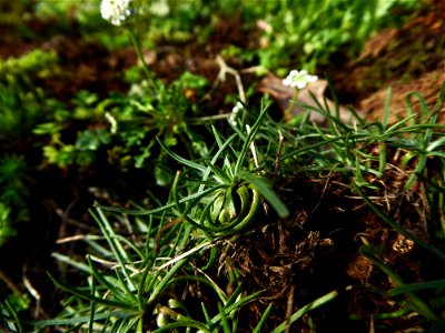 Plantago holosteum Scop., 1771