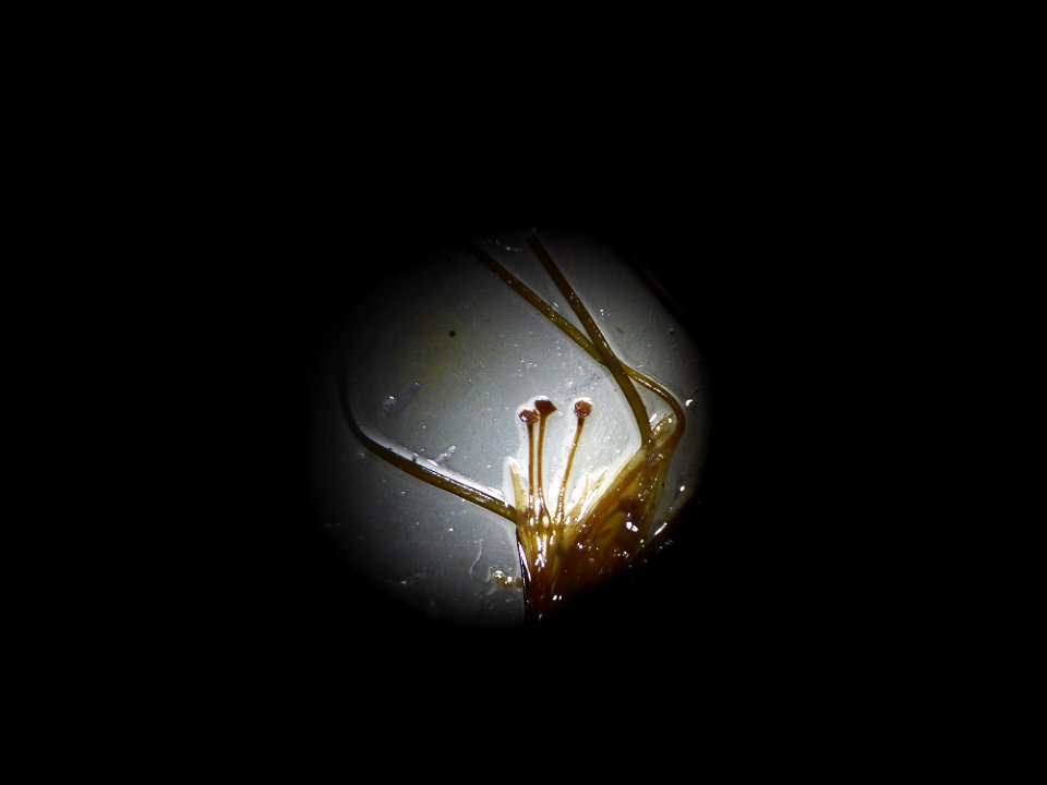 Althenia filiformis Petit, 1829