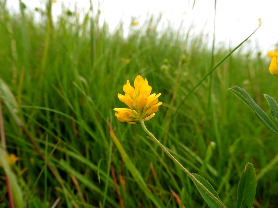 Trifolium patens Schreb., 1804