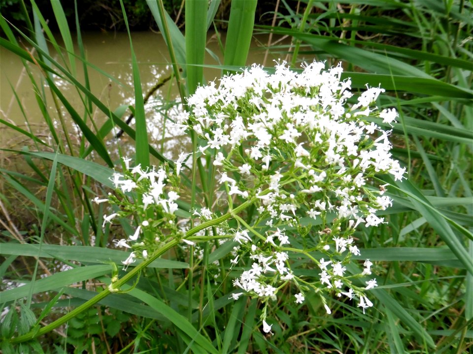 Valeriana officinalis L., 1753