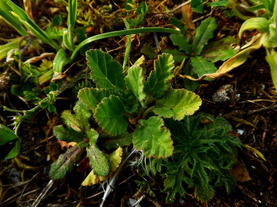 Erodium malacoides (L.) L'Hér., 1789