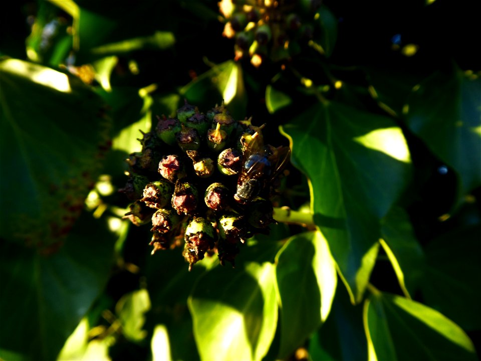 Hedera helix L., 1753
