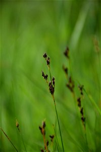 Juncus gerardi Loisel., 1809