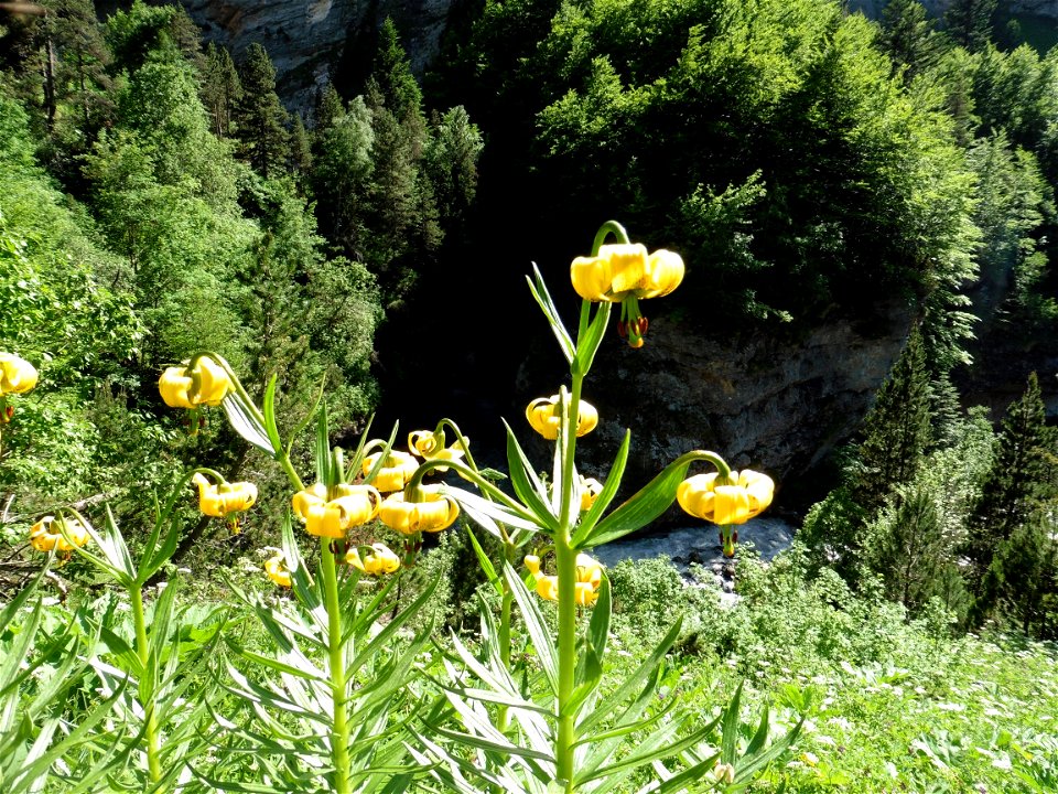 Lilium pyrenaicum Gouan, 1773
