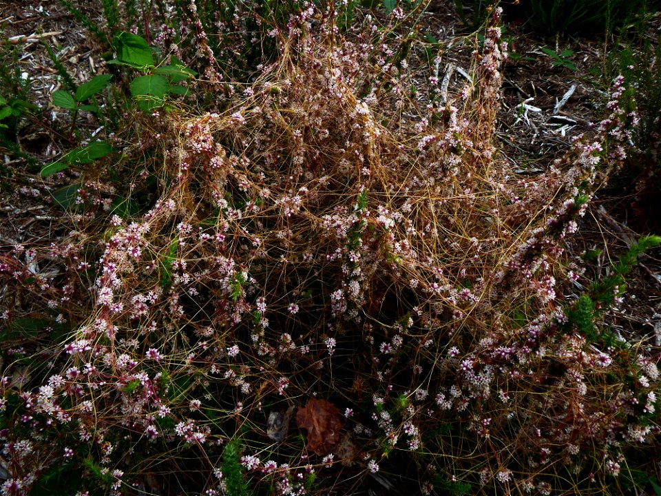 Cuscuta epithymum (L.) L., 1774