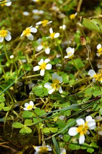 Ranunculus peltatus subsp. baudotii (Godr.) Meikle ex C.D.K.Cook, 1984