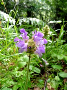 Prunella grandiflora (L.) Scholler, 1775