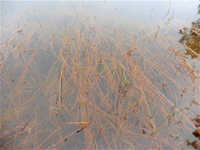 Juncus bulbosus L., 1753