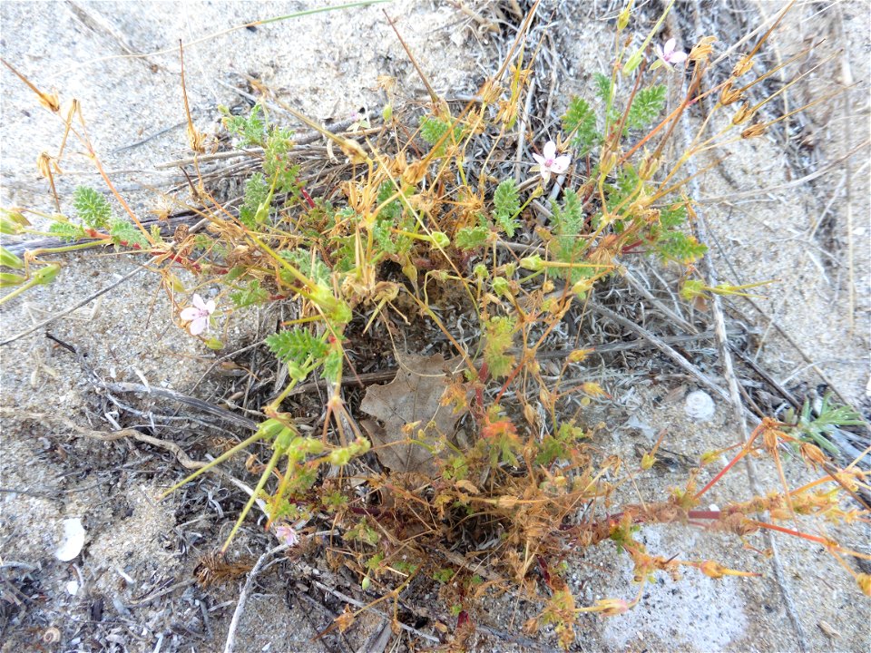 Erodium cf. lebelii Jord., 1852
