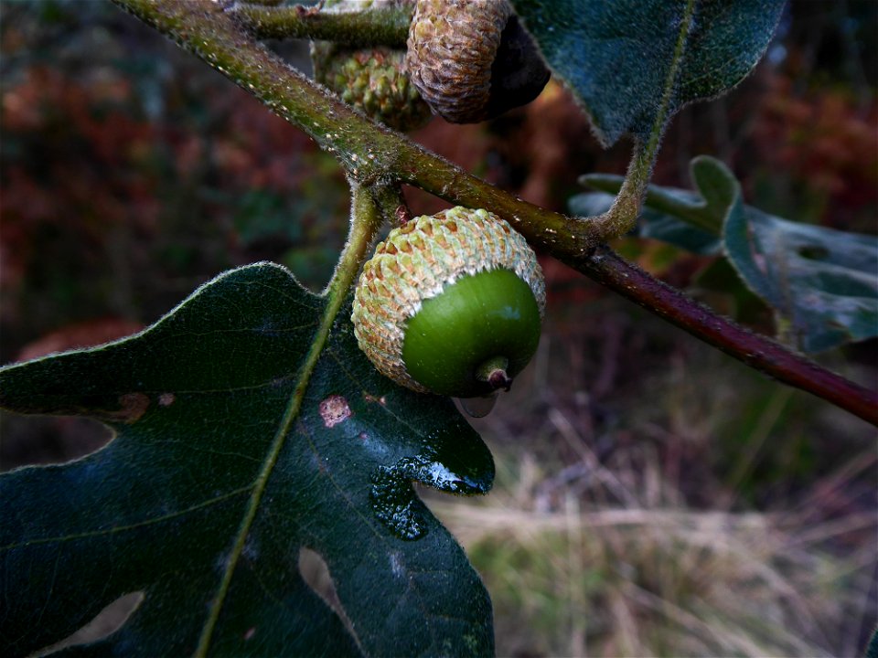 Quercus pyrenaica Willd., 1805
