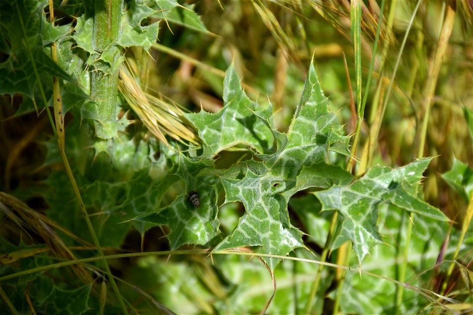 Silybum marianum (L.) Gaertn., 1791