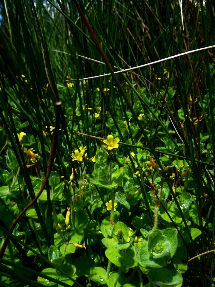 Hypericum elodes L., 1759