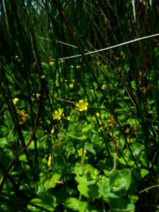 Hypericum elodes L., 1759