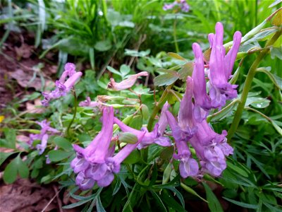 Corydalis solida (L.) Clairv., 1811