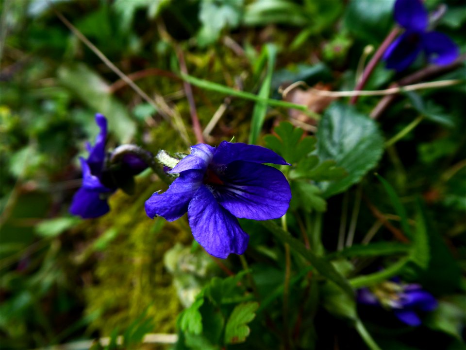 Viola hirta L., 1753