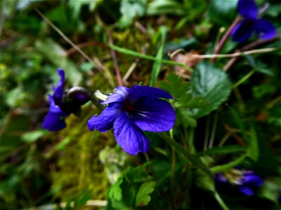 Viola hirta L., 1753