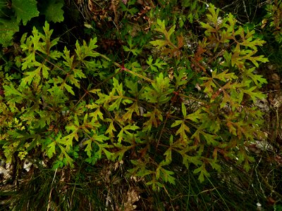 Oreoselinum nigrum Delarbre, 1800