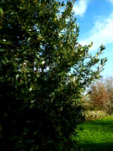 Laurus nobilis L., 1753
