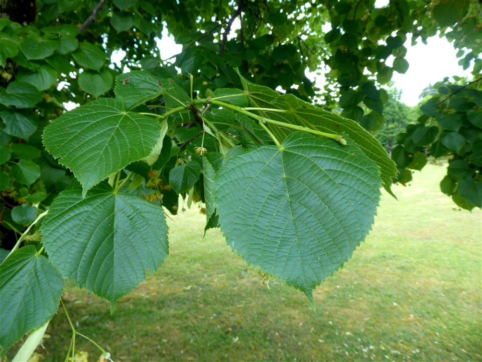 Tilia x euchlora K.Koch, 1866