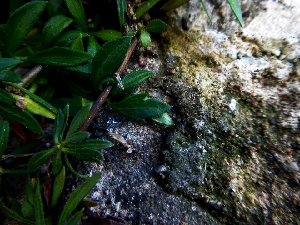 Erigeron karvinskianus DC., 1836