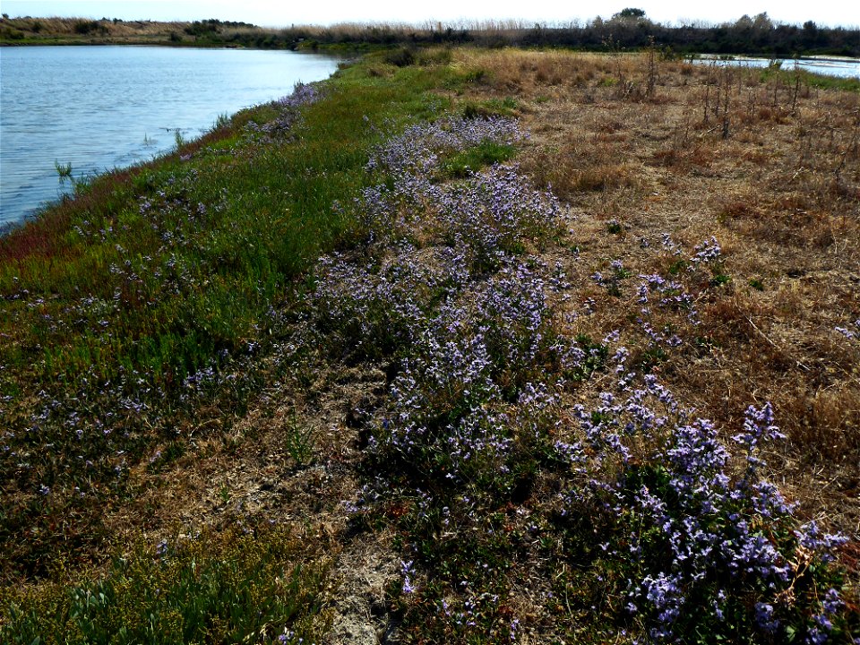 Limonium dodartii (Girard) Kuntze, 1891