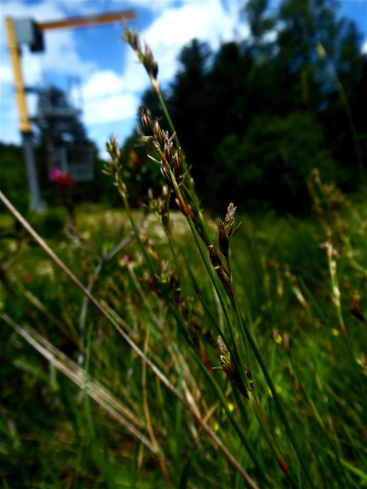 Juncus squarrosus L., 1753