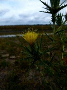 Carthamus lanatus L., 1753