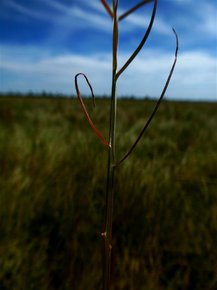 Podospermum laciniatum (L.) DC., 1805