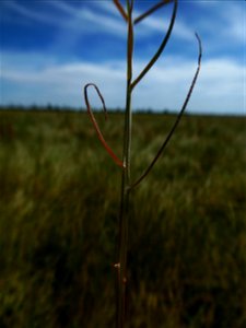 Podospermum laciniatum (L.) DC., 1805
