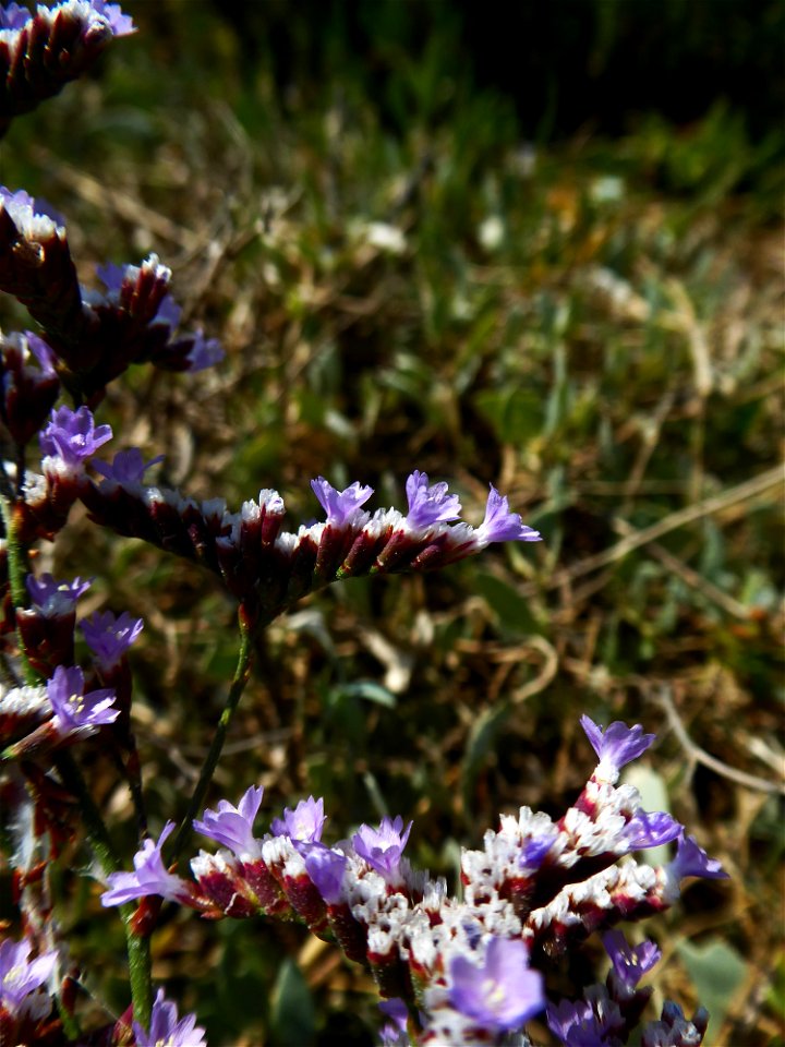 Limonium auriculae-ursifolium (Pourr.) Druce, 1928