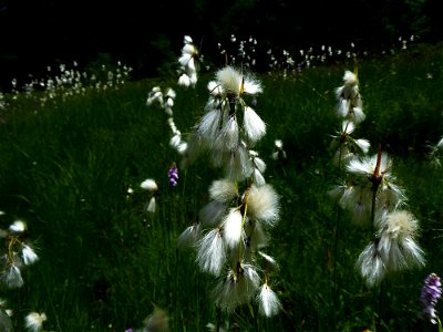 Eriophorum latifolium Hoppe, 1800