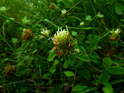 Trifolium ochroleucon Huds., 1762