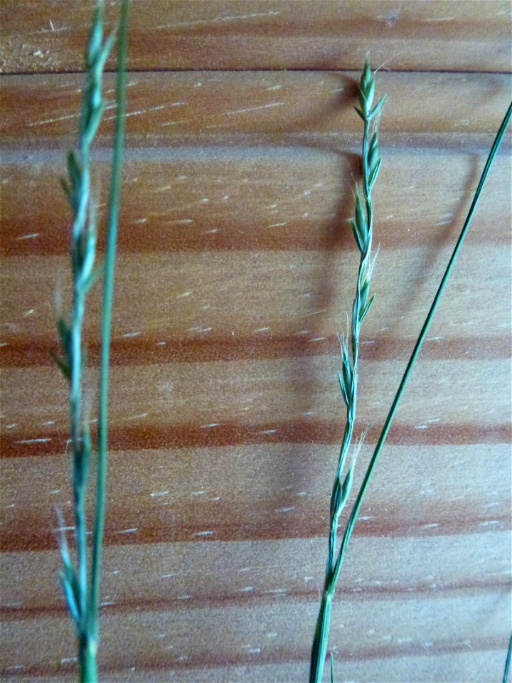 Elymus caninus (L.) L., 1755