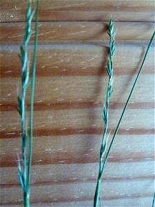 Elymus caninus (L.) L., 1755