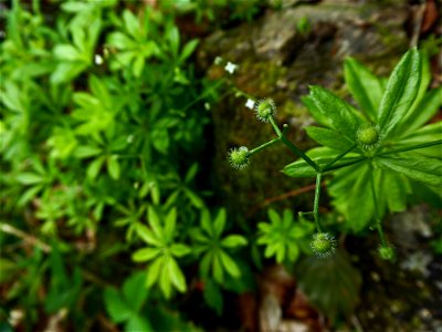Galium odoratum (L.) Scop., 1771