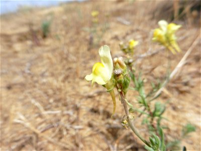 Linaria supina (L.) Chaz., 1790