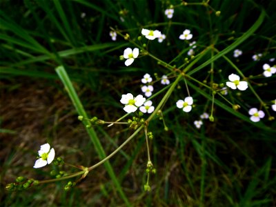 Alisma lanceolatum With., 1796