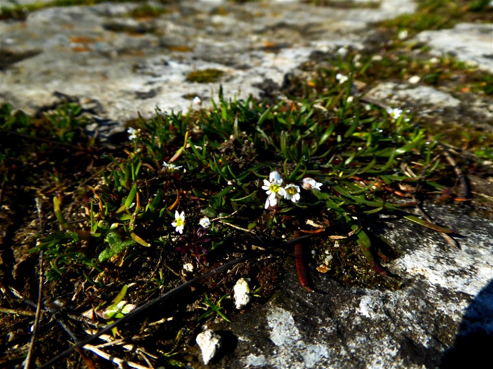 Draba verna L., 1753