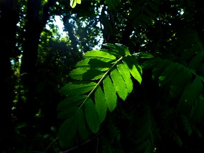 Sorbus domestica L., 1753