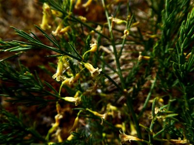Asparagus officinalis subsp. prostratus (Dumort.) Corb., 1894